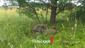 В Тульской области обнаружили медведей и рысей: как грибникам не попасть на тропу диких животных