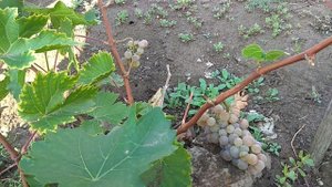 Виноград Олег или Диамант 2020г.