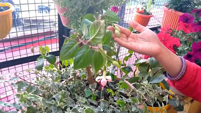 Best Hanging Plants | Permanent Hanging Plant For Beginners | Summer Hanging Plants | Hanging Plant