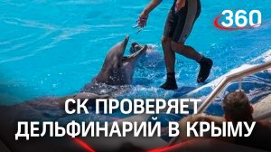 Бастрыкин переживает за дельфинов - поручил проверить жестокое обращение с животными в Севастополе