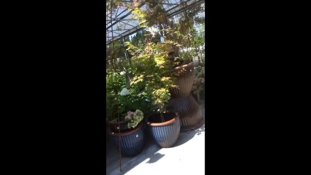 Shopping for indoor plants @ Sky Nursery