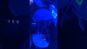 Медузы в аквариуме