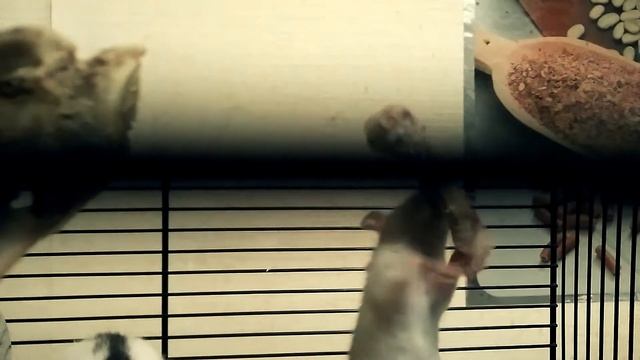 Декоративные крысы Белка и Стрелка смотреть онлайн