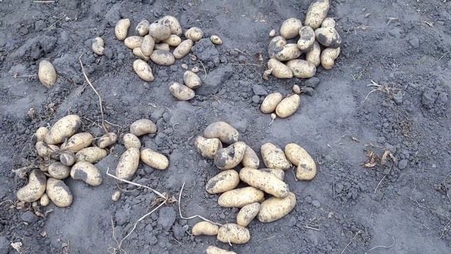 Урожай картофеля Гранада смотреть онлайн