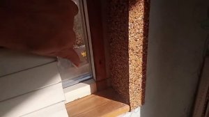 пчелы на балконе, пчелы живут самостоятельно