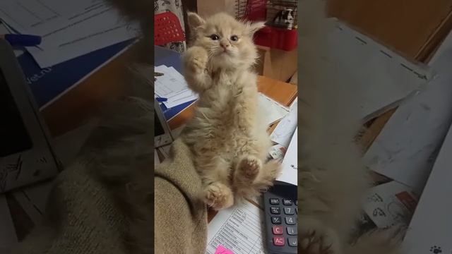 Спасаю животных (дома 40+) СБ 5336 6901 6946 5830 #кошки #спасение #дача #animalrecueed #спб смотреть онлайн