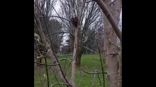 Acer negundo смотреть онлайн