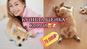 КУПИЛА ЩЕНКА КОРГИ? НАША ИСТОРИЯ❤️