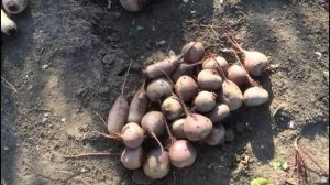 Свекла, чтобы урожай сохранился до весны! Все секреты правильной уборки..