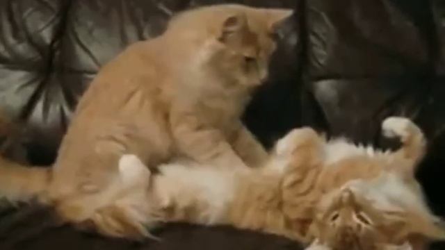 Золото к золоту