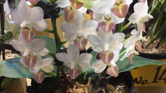 International Orchid Show 2019 (Blooms & Commentary) смотреть онлайн