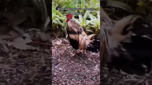 Xiao VA meets a ROOSTER in Hawaii | Genshin Impact