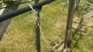 Капельный полив винограда. Капельная трубка.