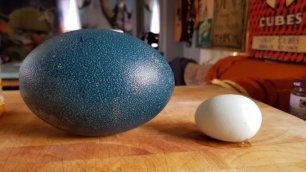 Продавец предупреждал о минимальных шансах, что из яиц появятся птенцы, а фермер рискнул и не зря