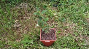 Жимолость съедобная в крымском предгорье