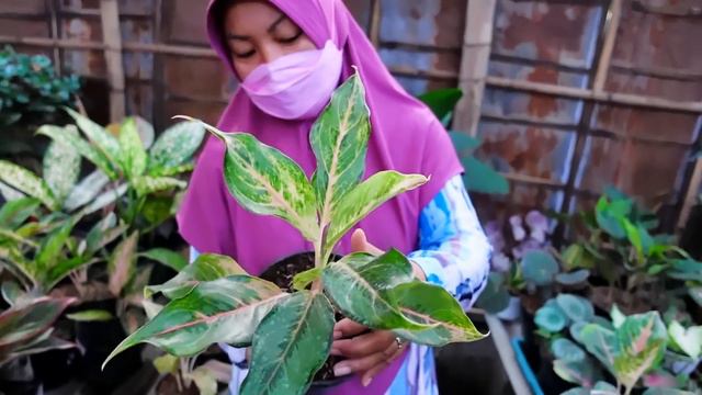Menawarkan Tanaman Hias Cantik Koleksian Aglonema, Caladium, Philodendron, dll смотреть онлайн