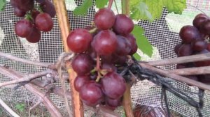 ??Виноград Вишенка
