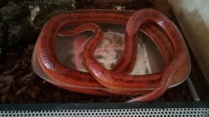 Маисовый полоз плещется в воде.