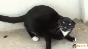 Кот дерется с петухом!