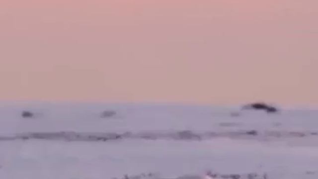 Лиса ловит мышей. смотреть онлайн