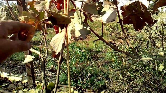 Результат осенней посадки черенка винограда на ПМЖ смотреть онлайн