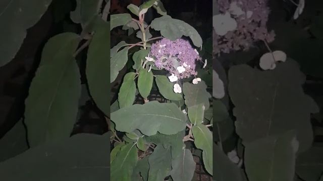 Цветочная терапия!! Шершавая гортензия" Macrofila"