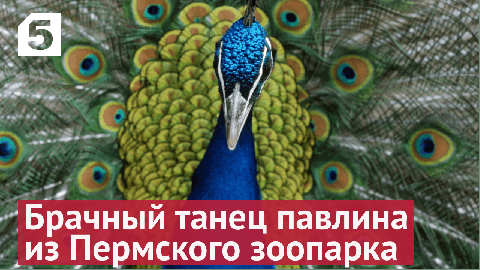 Сотрудники Пермского зоопарка показали брачный танец павлина