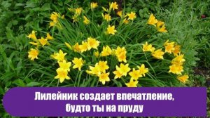 Какие кусты и растения посадить у входа в частный дом