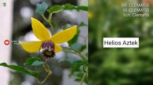 BUNGA CLEMATIS Part 4 | CLEMATIS VARIETIES | Plant id | Bunga Rambat