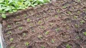 ГВОЗДИКА травянка ПРАВИЛЬНАЯ пикировка. гвоздика выращивание из семян . многолетняя. видео.mp4