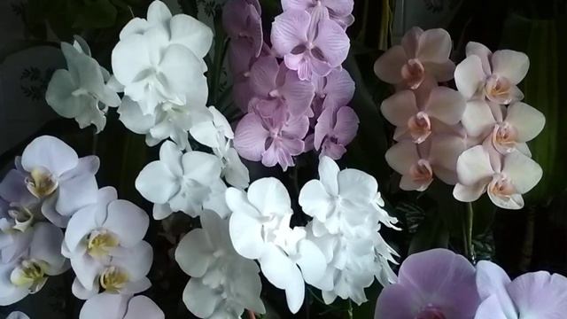 Орхидеи 💮🌼🌸БЕЛО–РОЗОВОЕ🌸🌼💮 настроение(03.03.2021) смотреть онлайн