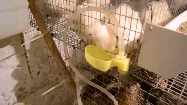 Автоматические ниппельные поилки для кур и перепелов