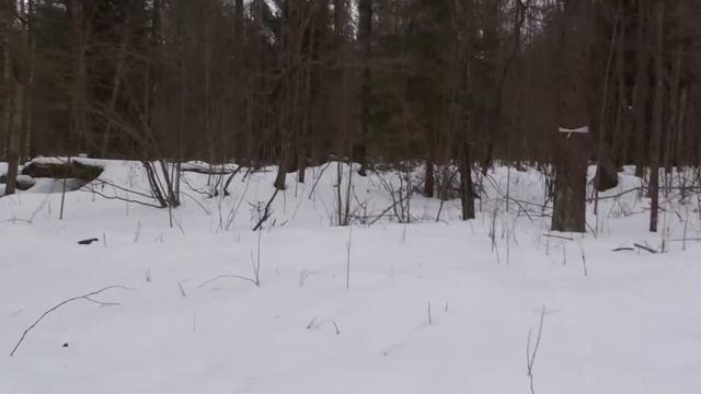 3 марта. Лыжная прогулка. Красный лес