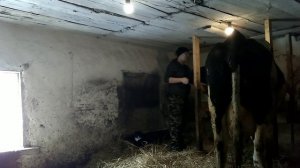 Пополнение в хозяйстве//Отёл коровы//Дойка и первое поение телёнка.