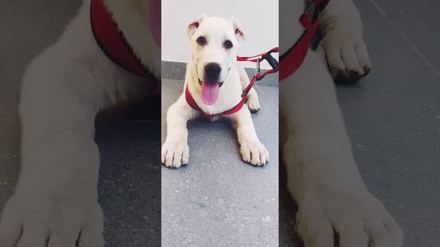 Мой будущий Чемпион!!! "БАРОН🐺🖤"🇺🇿 АЛАБАЙ ТУРКМЕНСКИЙ ✊☝️ смотреть онлайн