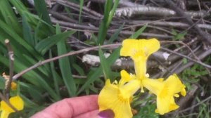 Дикий желтый водный ирис. Криминальное видео. Для друзей только. Подробности в описании.