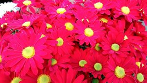 Tanacetum coccineum (Persian daisy)