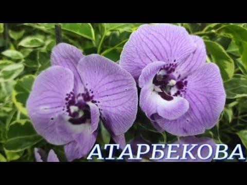 №788/  ОБЗОР  орхидей  в с/ц на АТАРБЕКОВА