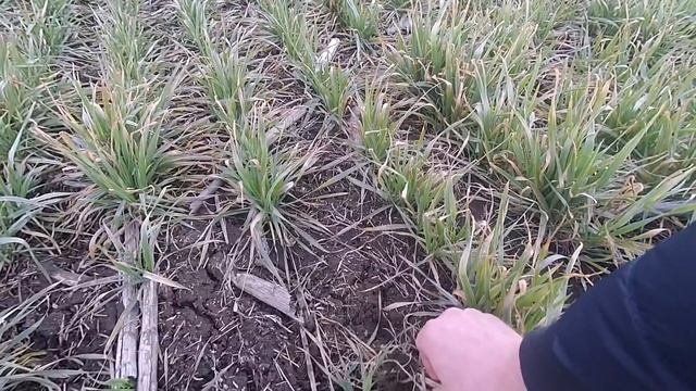 Выращивание озимой пшеницы.  No-till 29.03.18 г. Состояние оз.пшеницы ( В качестве)