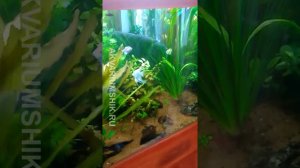 VID 20190227 Аквариум с живыми растениями ,, Амазонка"