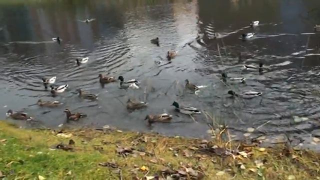 утка "мандаринка" в Лиепае. 17/10/2012 г. смотреть онлайн