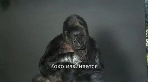 Горила которая умеет говорить, рассказала людям..