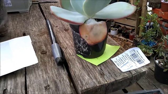 #7 ECHEVERIA GILA смотреть онлайн