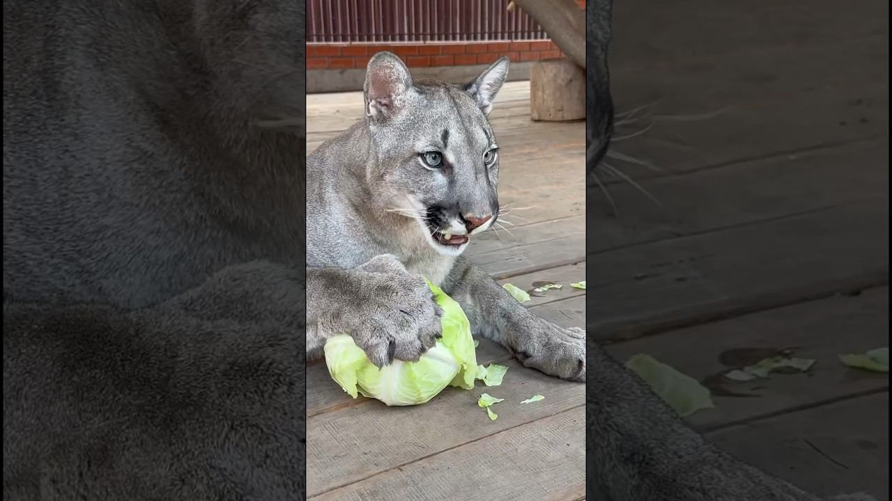 Puma eats cabbage carefully. #cougar #braige #bigcat
