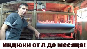 Индюки от яйца до месяца! САМЫЙ ВАЖНЫЙ период в разведение индюков!