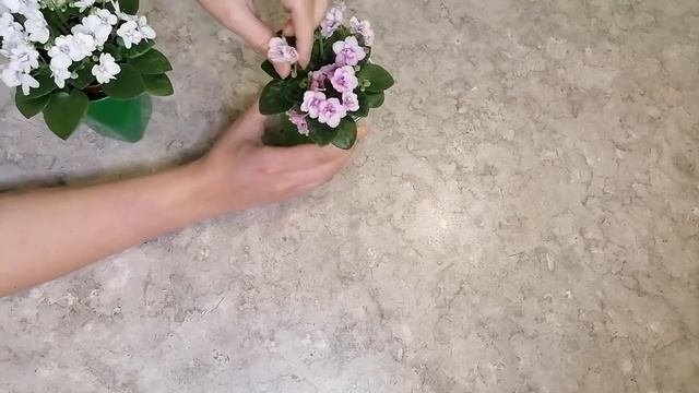 Обзор сортов фиалок СК -Новая жизнь и РС  -Дина