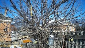 Синички - милые птички