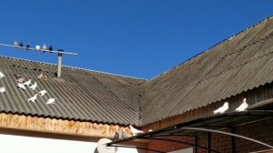 Обзор новых голубей. Туркменские агараны, Узбекские челкари.