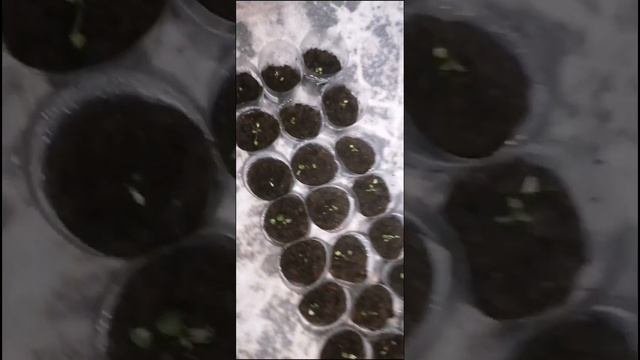 Земляника из семян от посева до урожая без стратификации. 2 часть. #дача #огород #земляникаизсемян