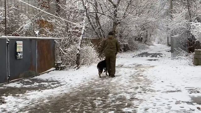 Немецкая овчарка 12 месяцев Хильда! Дрессировка! смотреть онлайн